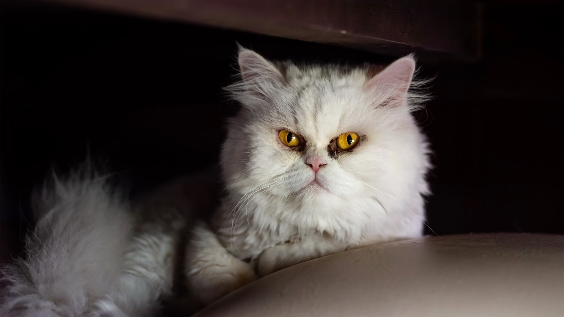 巴西VS乌克兰,努涅斯硬仗之王的传奇之战